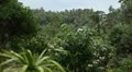 Tropical Forest in Samui Island, Amazing Thailand, Palm Tree, Tropical Plants HD Footage
