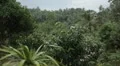 Tropical Forest in Samui Island, Amazing Thailand, Palm Tree, Tropical Plants HD Footage