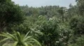 Tropical Forest in Samui Island, Amazing Thailand, Palm Tree, Tropical Plants HD Footage