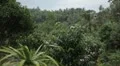 Tropical Forest in Samui Island, Amazing Thailand, Palm Tree, Tropical Plants HD Footage