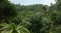 Tropical Forest in Samui Island, Amazing Thailand, Palm Tree, Tropical Plants HD Footage