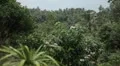 Tropical Forest in Samui Island, Amazing Thailand, Palm Tree, Tropical Plants HD Footage