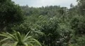 Tropical Forest in Samui Island, Amazing Thailand, Palm Tree, Tropical Plants HD Footage