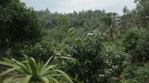 Tropical Forest in Samui Island, Amazing Thailand, Palm Tree, Tropical Plants Stock Footage
