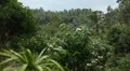 Tropical Forest in Samui Island, Amazing Thailand, Palm Tree, Tropical Plants HD Footage