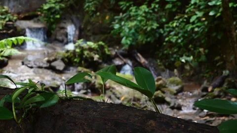 Tropical forest scene with small waterfall and lush foliage. Nature and Stock Footage 258666364