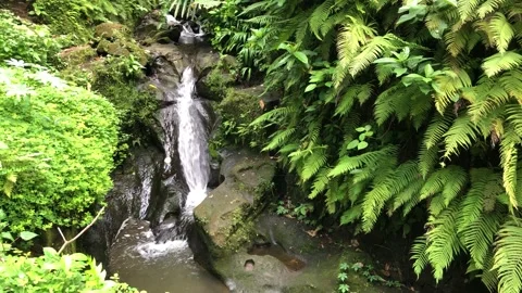  tropical forest with small waterfalls Stock Footage 322088124