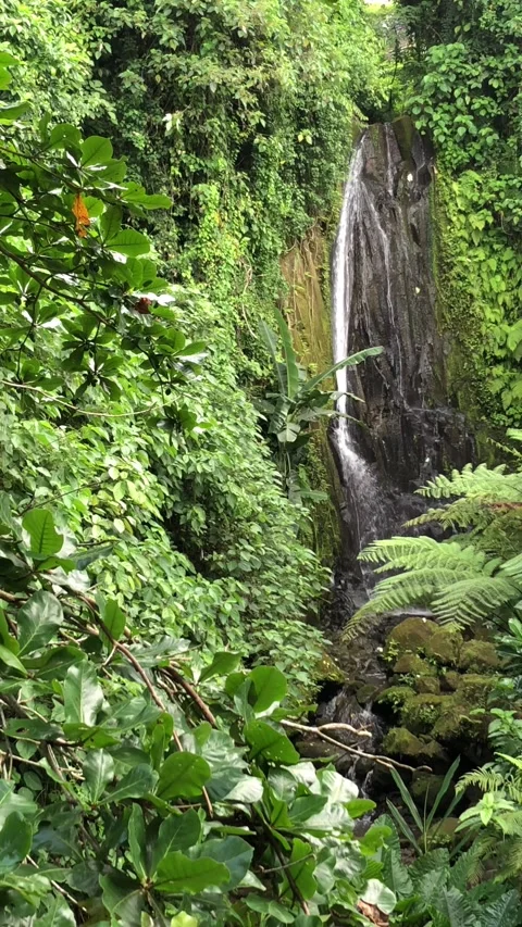  tropical forest with small waterfalls Stock Footage 322088145