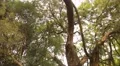The tropical forest of Sri Lanka HD Footage