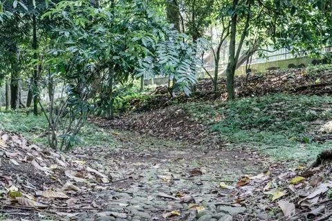 Tropical Forest Stone Path with Fallen Leaves Stock Photos