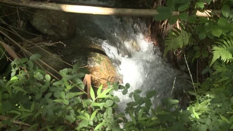 Tropical Forest Stream Above angle Handheld Stock Footage 81526989