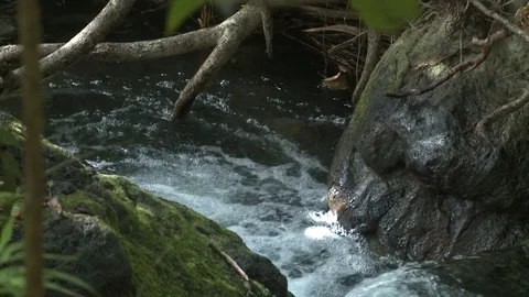 Tropical Forest Stream Bubbling and Boulders Static Shot Stock Footage 81525179