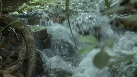 Tropical Forest Stream Close Rack from Leaves zoom out to Wide Stock Footage 81528270