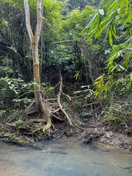 Tropical forest stream with exposed tree roots and dense greenery. Stock Photos