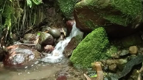 Tropical Forest Stream Flowing Over Rocks – Clear Natural Water Stock Footage 329780762