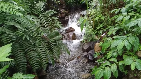 Tropical Forest Stream Flowing Through Lush Green Jungle – Natural Water Scene Vídeos de archivo 315153370