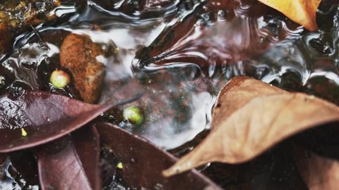 Tropical Forest Stream Flowing Through Dry Fallen Leaves Macro 動画素材 334163238