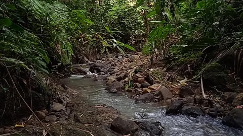 Tropical Forest Stream with Flowing Water and Rocks Stock Footage 314913751