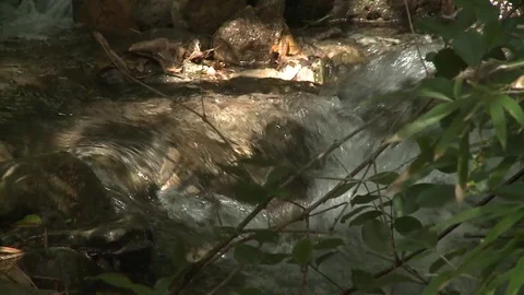 Tropical Forest Stream Handheld Zoom out Stock Footage 81524655