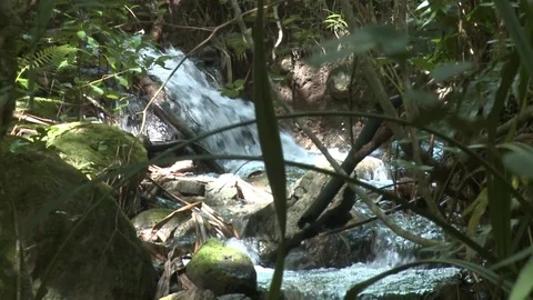 Tropical Forest Stream Static Shot Stock-Footage 81524520