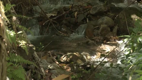 Tropical Forest Stream Waterfall Stock Footage 81526975