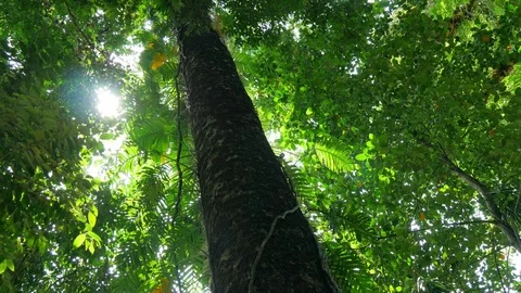 Tropical forest with sun rays. UHD, 4K Stock Footage 70919656