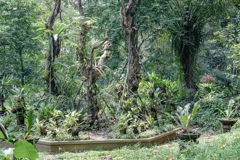 Tropical Forest with Sunlight Stock Photos