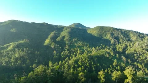 Tropical Forest on a Sunny Morning in Java, Indonesia Stock Footage 265140459
