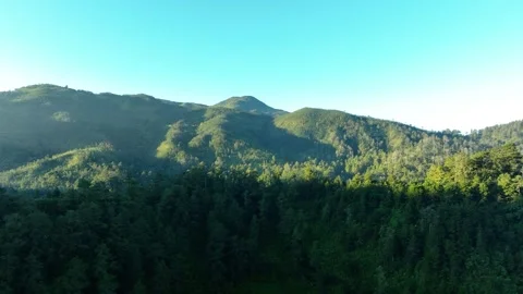 Tropical Forest on a Sunny Morning in Java, Indonesia Stock Footage 265141047