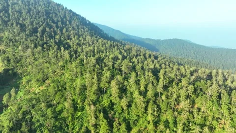 Tropical Forest on a Sunny Morning in Java, Indonesia Stock Footage 265141385