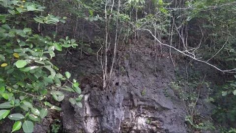 Tropical Forest, Thickets on the Limestone Rock Formation, Negros, Philippines Stock-Footage 263347735