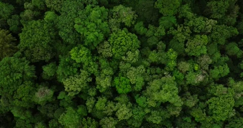 Tropical forest top view. Nature background. Drone view of Bali. Stock Footage 249640662