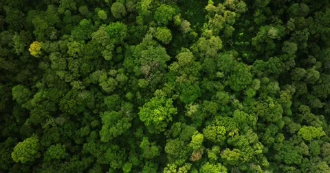 Tropical forest top view. Nature background. Drone view of Bali. Stock Footage 249788853