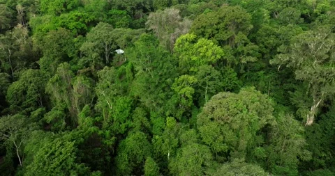 Tropical forest top view. Nature background. Drone view of Bali. 스톡 동영상 249985635