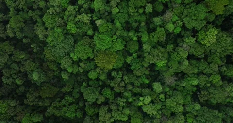Tropical forest top view. Nature background. Drone view of Bali. Stock Footage 250114618