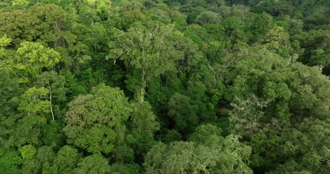Tropical forest top view. Nature background. Drone view of Bali. 스톡 동영상 250387011