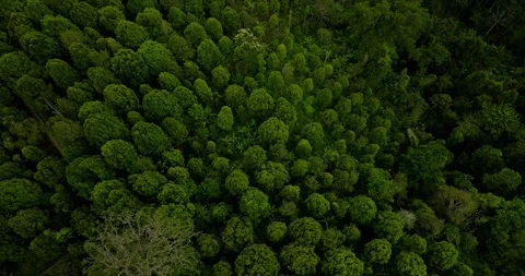 Tropical forest top view. Nature background. Drone view of Bali. Stock Footage 250387032