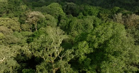Tropical forest top view. Nature background. Drone view of Bali. Stock Footage 250927870