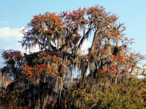 Tropical forest tree in bloom 1 Stock Photos