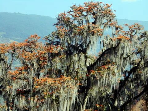 Tropical forest tree in bloom 3 Stock Photos