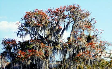 Tropical forest tree in bloom Stock Photos