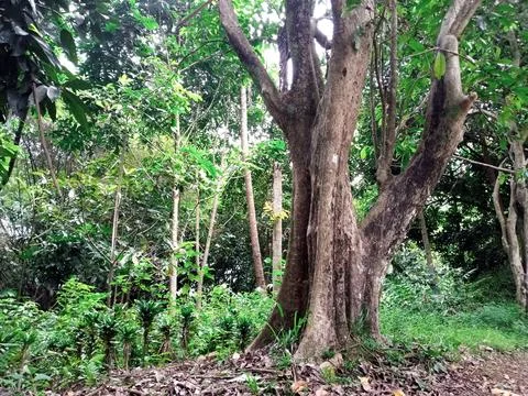 Tropical Forest Tree Foto stock