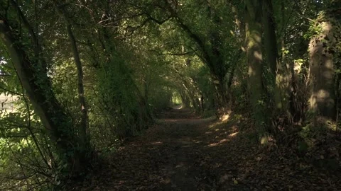 Tropical Forest Tree Trails In Sisalde, Arteixo, Galicia Spain. POV Shot Stock Footage 288835531