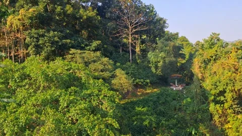 Tropical forest with trees and a clearing 库存影片 331658333
