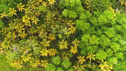 Tropical forest trees with bright leaves top view. Stock Footage 179357456