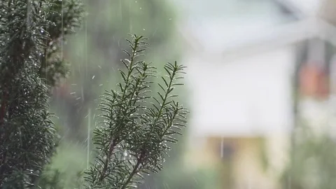 Tropical forest trees during the rain stormy weather, raindrops. Stock Footage 82940714