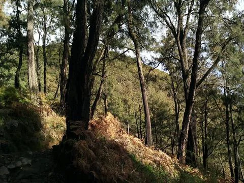 Tropical Forest Trees 写真素材