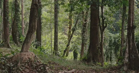 Tropical forest trees standing in dense jungle vegetation Video stock 332322301