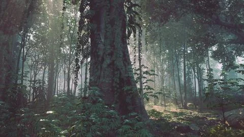 Tropical forest trees in sunlight and rain 库存插图