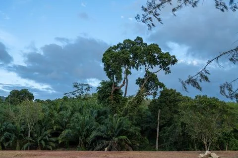 Tropical forest trees under cloudy sky in Krabi Thailand Stock Photos